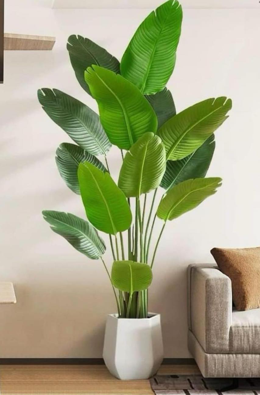 Picture of شجرة الموز 
